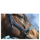 Halter Anky Grooming Dark Blue