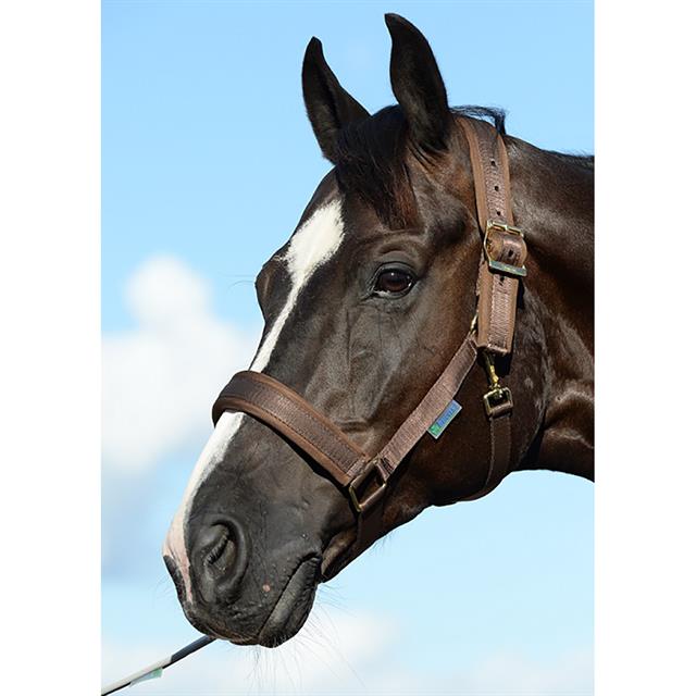 Halter Bucas Comfort Brown