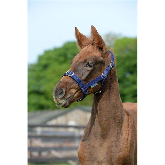 Halter Bucas Dublin Dark Blue-Dark Blue