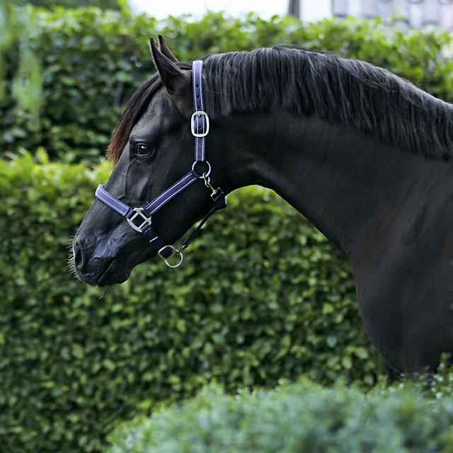 Halter Epplejeck EJReflective Dark Blue