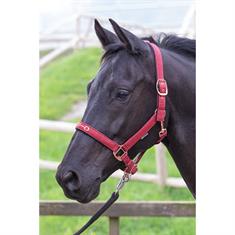 Halter Harry's Horse Bit Dark Red