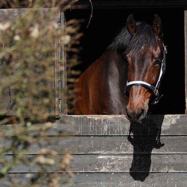 Halter Horsegear Finn Black-Grey