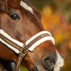 Halter Horsegear Lyx Dark Brown
