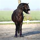 Halter Horsegear Suave Black