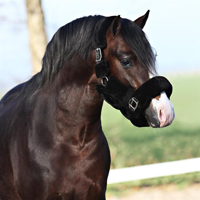 Halter Horsegear Suave Black