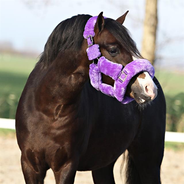 Halter Horsegear Suave Purple