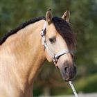 Halter Imperial Riding IRHSparkle Off White