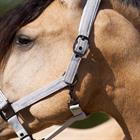 Halter Imperial Riding IRHSparkle Off White