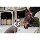 Halter Kentucky Braided Dark Red