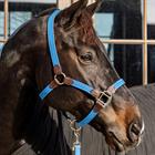 Halter Kentucky Braided Light Blue