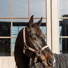 Halter Kentucky Braided Light Brown