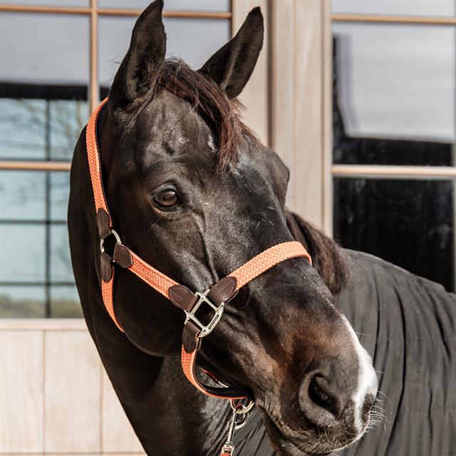 Halter Kentucky Braided Orange