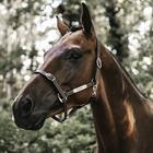Halter Kentucky Flexibele Brown