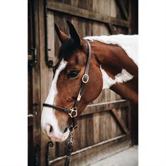 Halter Kentucky Grooming Brown