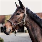 Halter Kentucky Rope Brown