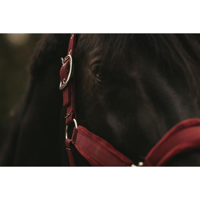 Halter Kentucky Velvet Dark Red