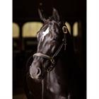 Halter LeMieux Leather Crystal Brown