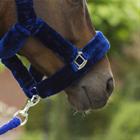 Halter QHP Alaska Dark Blue