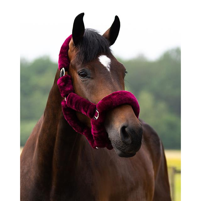 Halter QHP Alaska Dark Red-Black