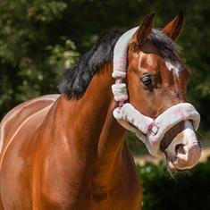 Halter QHP Alaska Multicolour