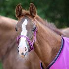 Halter QHP Foal Pink