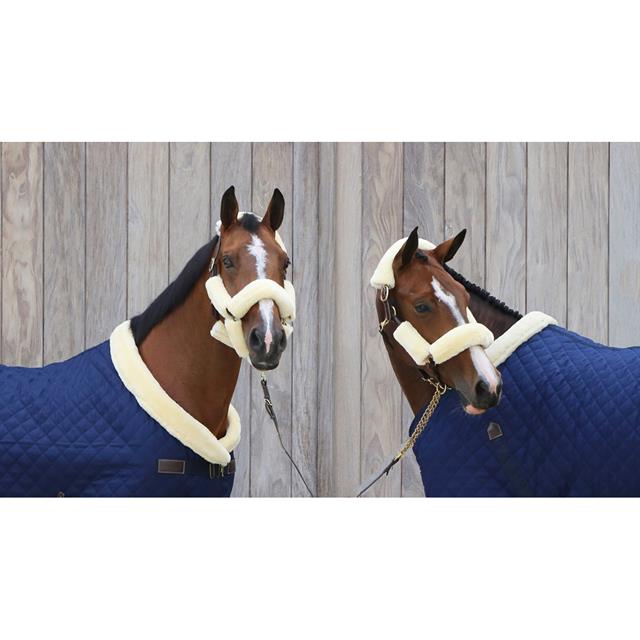 Halter Set of 4 pieces Kentucky Natural