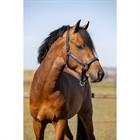 Halters Set with Crocodile Pattern HORSEGEAR Dark Blue