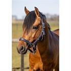Halters Set with Crocodile Pattern HORSEGEAR Dark Blue