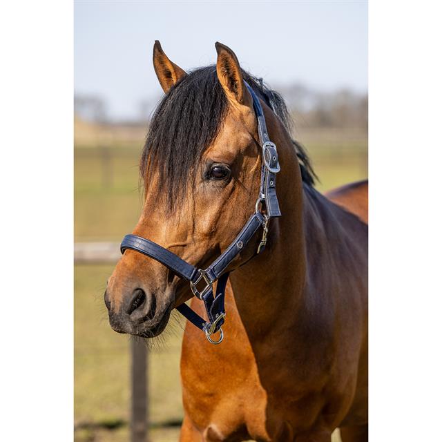Halters Set with Crocodile Pattern HORSEGEAR Dark Blue