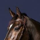 Headpiece Dy'on 1-Strap D Collection Brown