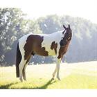 Horse Toy Relax Kentucky Brown-White