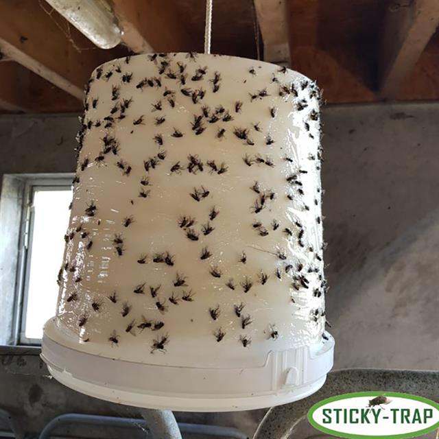 Horsefly Bucket Sticky-Trap White White