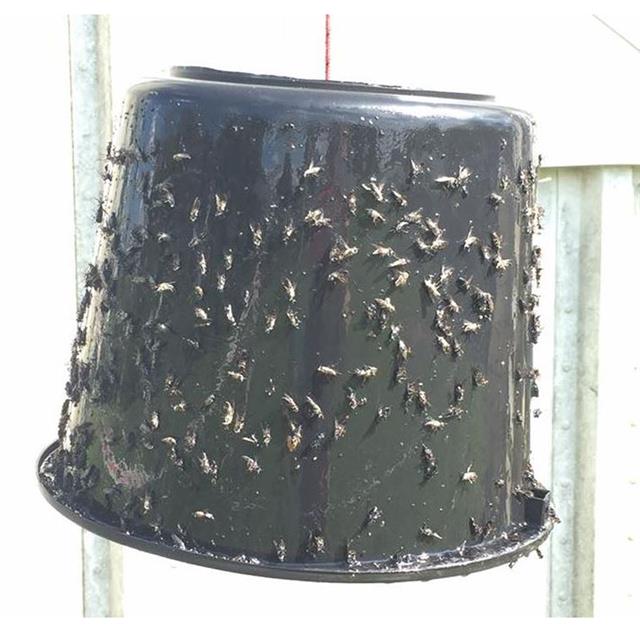 Horsefly Glue Sticky-Trap Multicolour