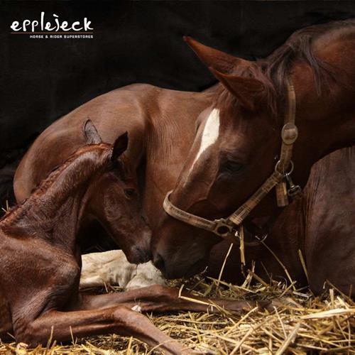 How to be on time for the birth of your foal!
