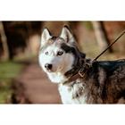Hundehalsband aus Glattleder Dy'on Brown