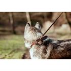 Hundehalsband aus Glattleder Dy'on Brown