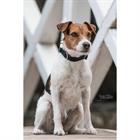 Hundehalsband Corduroy Kentucky Green