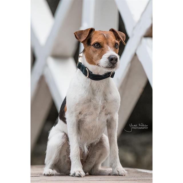 Hundehalsband Corduroy Kentucky Green