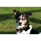 Hundehalsband Fancy Dy'on Brown
