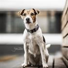 Hundehalsband Reflective Kentucky Grey