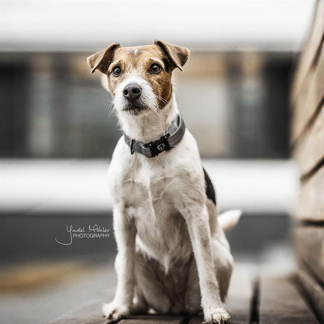 Hundehalsband Reflective Kentucky Grey