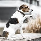 Hundehalsband Samt Leder Kentucky Brown