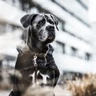 Hundehalsband Samt Leder Kentucky Brown