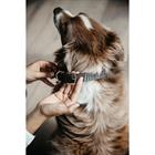 Hundehalsband Triangle Kentucky Brown