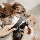 Hundehalsband Triangle Kentucky Brown