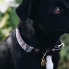 Hundehalsband Triangle Kentucky Brown