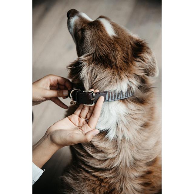 Hundehalsband Triangle Kentucky Brown