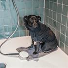 Hundemantel Towel Kentucky Black