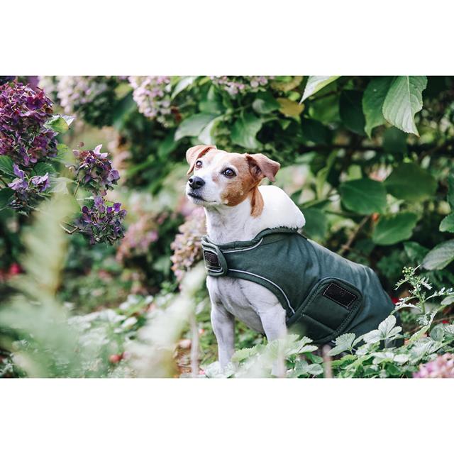 Hundemantel Waterproof Dackel Kentucky Green