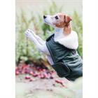 Hundemantel Waterproof Kentucky Green